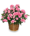 azelia plant - available in spring